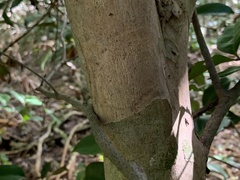 Eugenia reinwardtiana