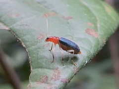 Trichobalya bowringii