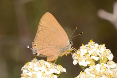 Satyrium auretorum spadix
