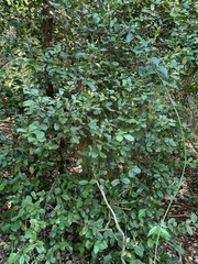 Eugenia reinwardtiana