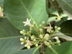 Psychotria mariana