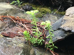 Sedum nevii
