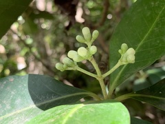 Psychotria mariana