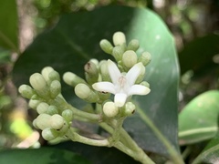 Psychotria mariana