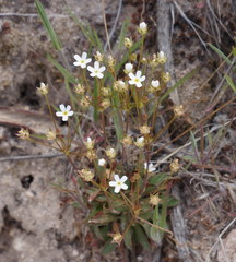 Androsace occidentalis