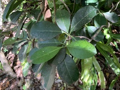 Psychotria mariana