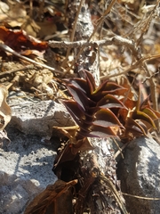 Callisia navicularis