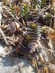 Callisia navicularis