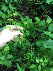 Thaspium barbinode