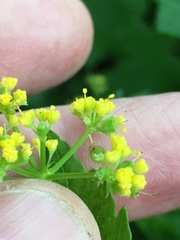 Thaspium barbinode
