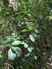 Psychotria mariana