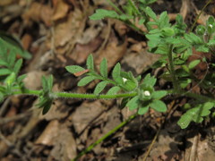 Polemonium micranthum