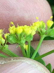 Thaspium barbinode