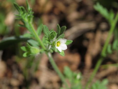 Polemonium micranthum