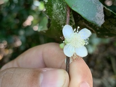 Eugenia reinwardtiana