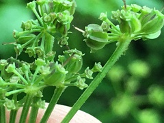 Thaspium barbinode