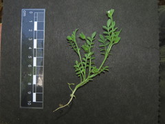 Polemonium micranthum