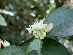 Eugenia reinwardtiana