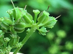 Thaspium barbinode