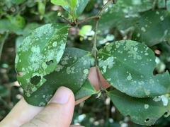 Eugenia reinwardtiana