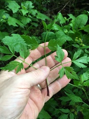 Thaspium barbinode