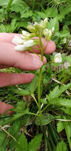 Large Toothwort (Dentaria maxima)