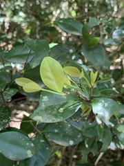 Eugenia reinwardtiana