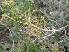 Drosera pallida