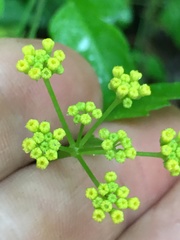 Thaspium barbinode