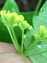 Thaspium barbinode