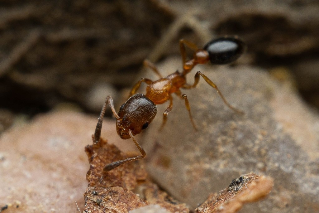 Moorish Sneaking Ant