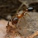 Moorish Sneaking Ant - Photo (c) Jake Nitta, some rights reserved (CC BY), uploaded by Jake Nitta