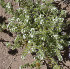 Cryptantha crassisepala