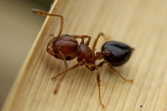 Crematogaster depilis