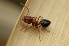 Crematogaster depilis