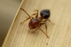 Crematogaster depilis