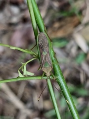 Homoeocerus rubromaculatus