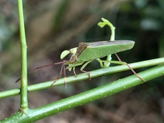 Homoeocerus rubromaculatus