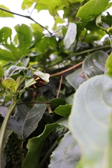 Cyanopepla submacula