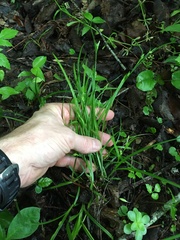 Carex grisea