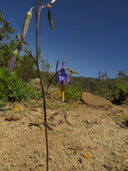 Conanthera bifolia