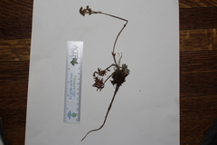 Potentilla bimundorum