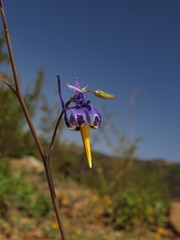 Conanthera bifolia