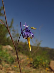 Conanthera bifolia
