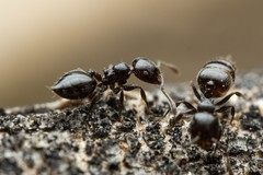 Crematogaster torosa