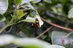 Cyanopepla submacula