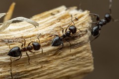 Crematogaster torosa