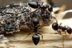 Crematogaster torosa