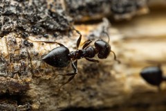 Crematogaster torosa