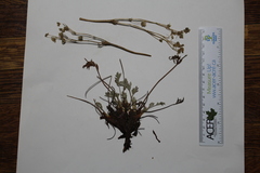 Potentilla pulchella